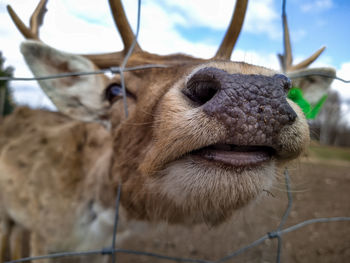 Close-up of a deer