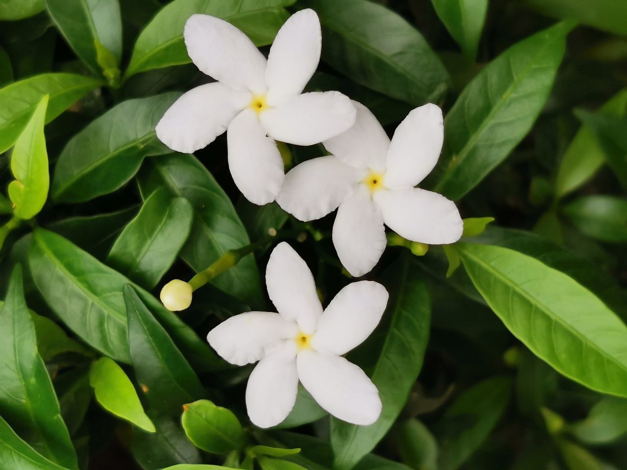 CLOSE-UP VIEW OF WHITE FLOWERING PLANT