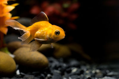 Close-up of fish swimming in aquarium