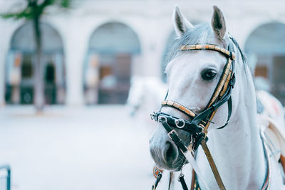 Close-up of a horse