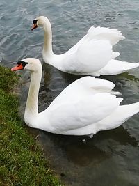 Swans swimming on lake