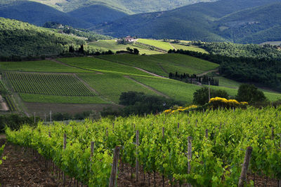 Scenic view of vineyard