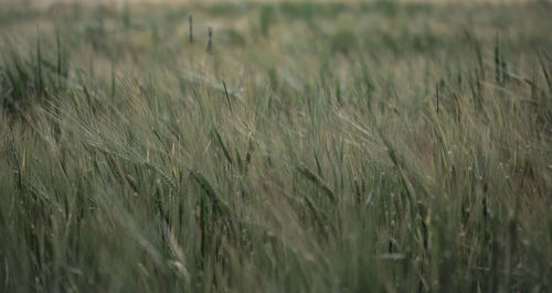 Full frame shot of wheat growing in field