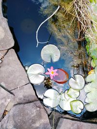 High angle view of water lilies floating on lake