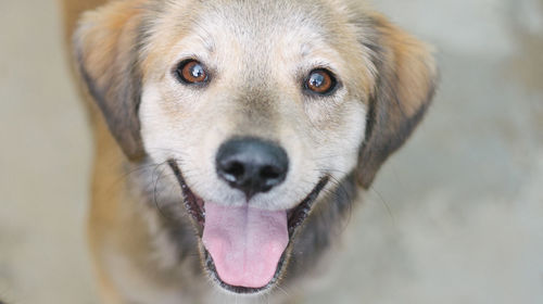 Close-up portrait of dog sticking out tongue