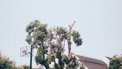 Low angle view of flowering tree by building against clear sky