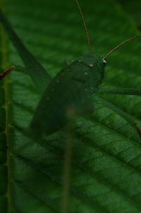 Close-up of insect on leaf