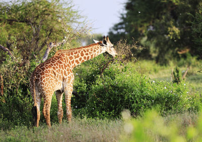 Masai-giraffe in tsavo east national park, kenya, africa