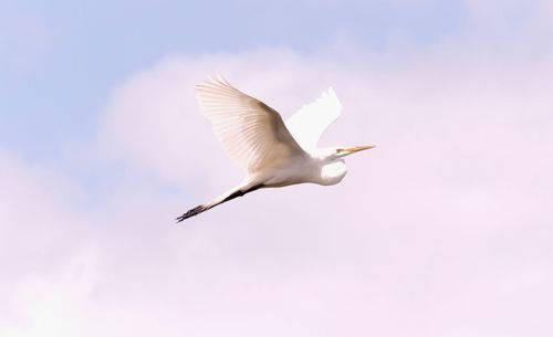 Low angle view of heron flying against sky