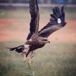 Bird flying over blurred background