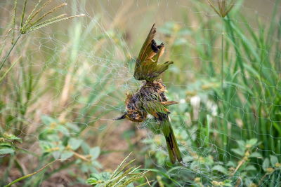 Close-up of spider on web