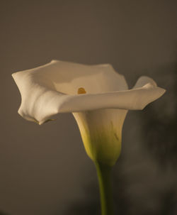 Close-up of white flower