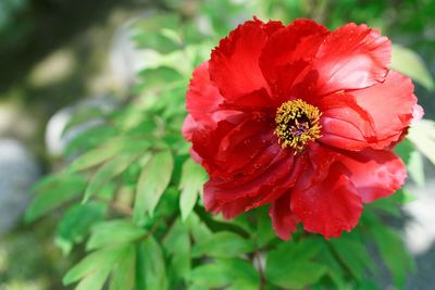 Close-up of red flower blooming in garden