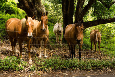 Horses standing on field against trees