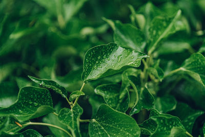 Close-up of wet plant leaves