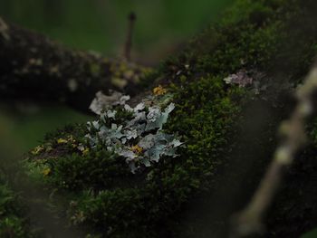 High angle view of moss growing on field