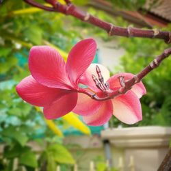 Close-up of pink flower