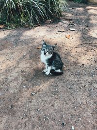 High angle view of cat on field