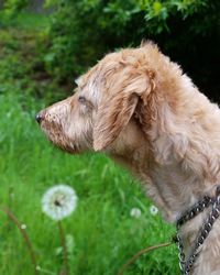 Close-up of dog