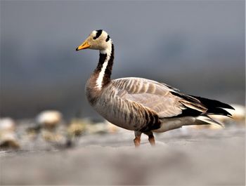 Bar headed goose