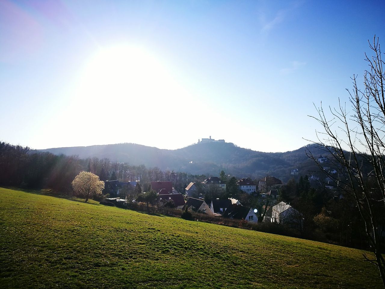 nature, growth, clear sky, beauty in nature, field, outdoors, scenics, sky, tree, landscape, large group of people, day, mountain