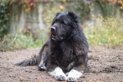 Close-up of dog