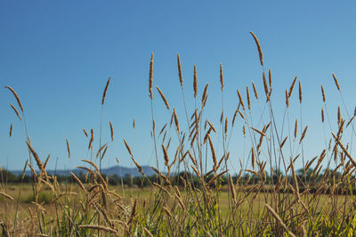 Scenic view of field against clear blue sky