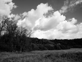 Scenic view of grassy field against sky