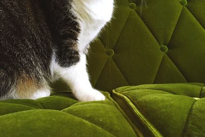 Close-up of cat