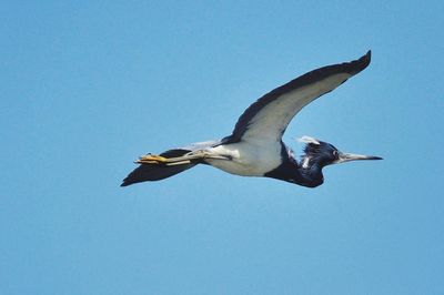 Low angle view of bird flying against clear blue sky