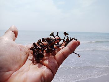 Cropped hand holding dry plant at beach