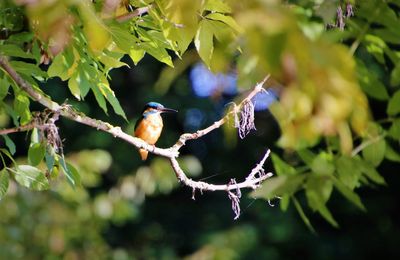 Close-up of bird perching on branch