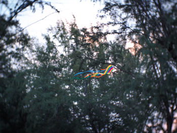 Low angle view of a bird flying