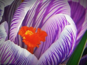 Close-up of purple flowers blooming outdoors