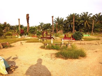 Shadow of palm trees on field against clear sky