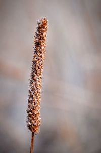 Close-up of plant