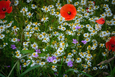 Close-up of white flowering plants on field