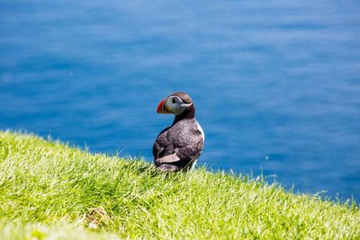 Bird on a rock