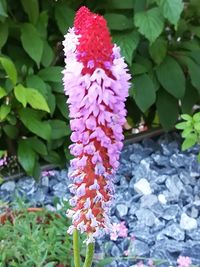 Close-up of purple flowering plant