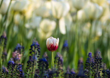 Close-up of crocus blooming on field