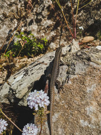 Close-up of lizard on rock