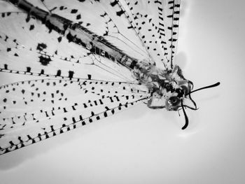 Close-up of butterfly on white background