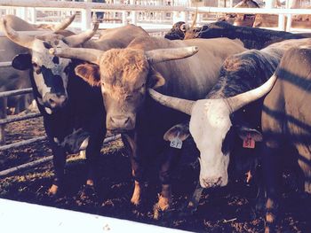 Portrait of cows standing in field