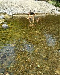 Dog in water