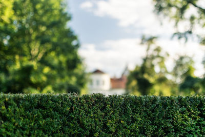 Close-up of plants against sky