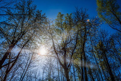 Low angle view of trees against sky