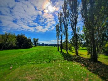 Trees on field against sky