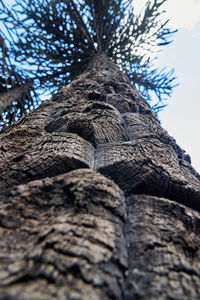 Low angle view of tree trunk against sky