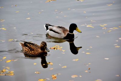 High angle view of ducks swimming on lake