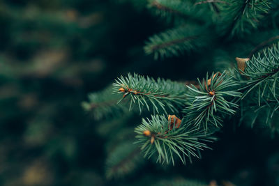 Christmas tree branches. fir tree decorations